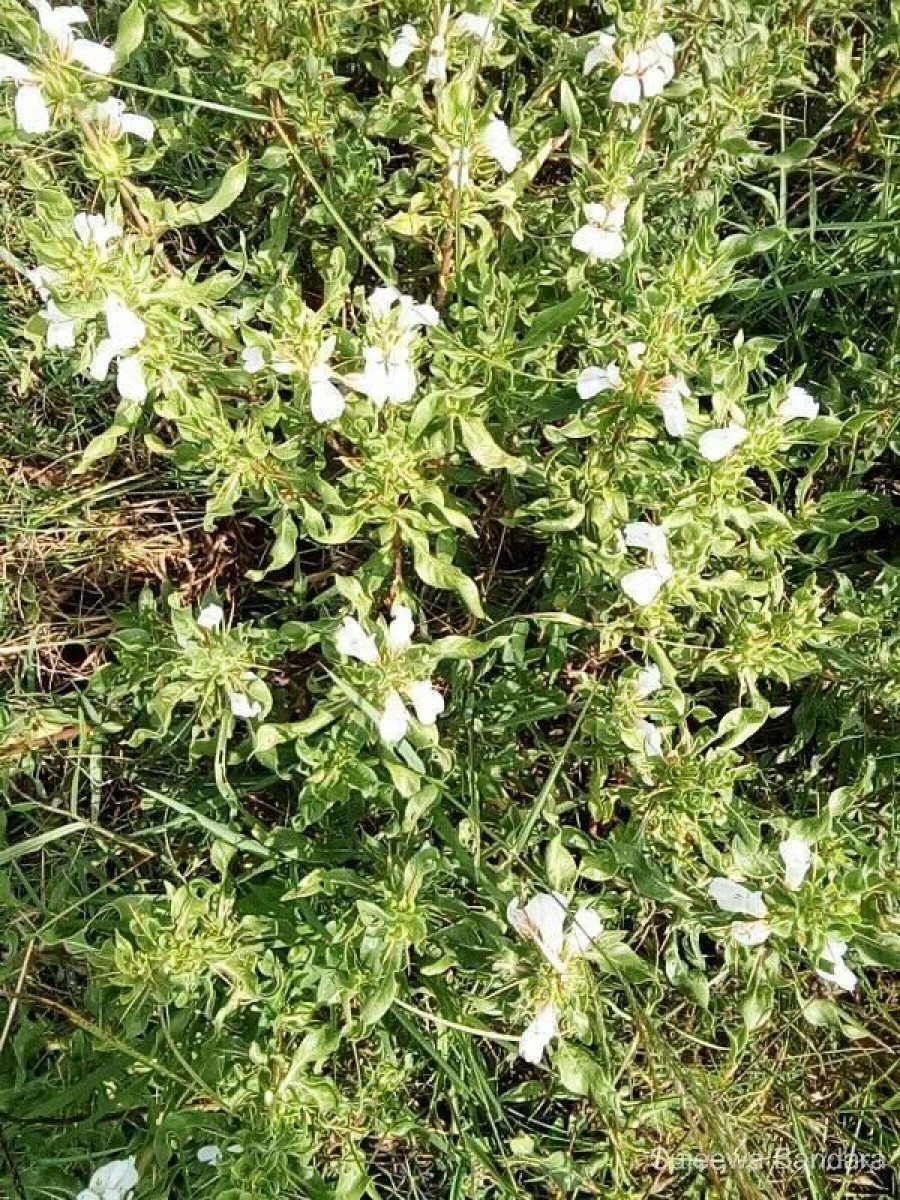 Hygrophila auriculata (Schumach.) Heine